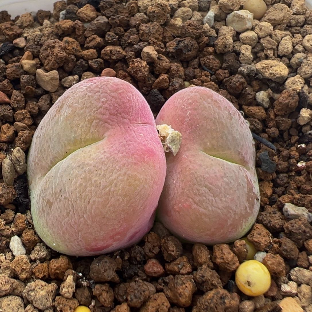 83多肉植物百科翠光