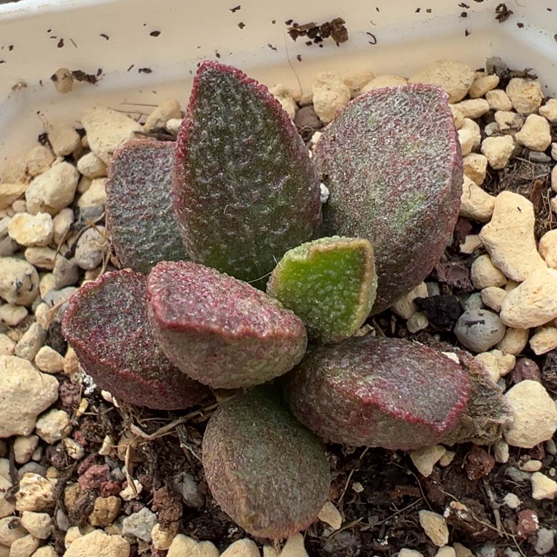 实生新品整颗多肉植物水泡