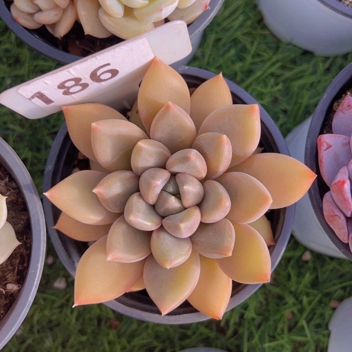 健健康康平平安安