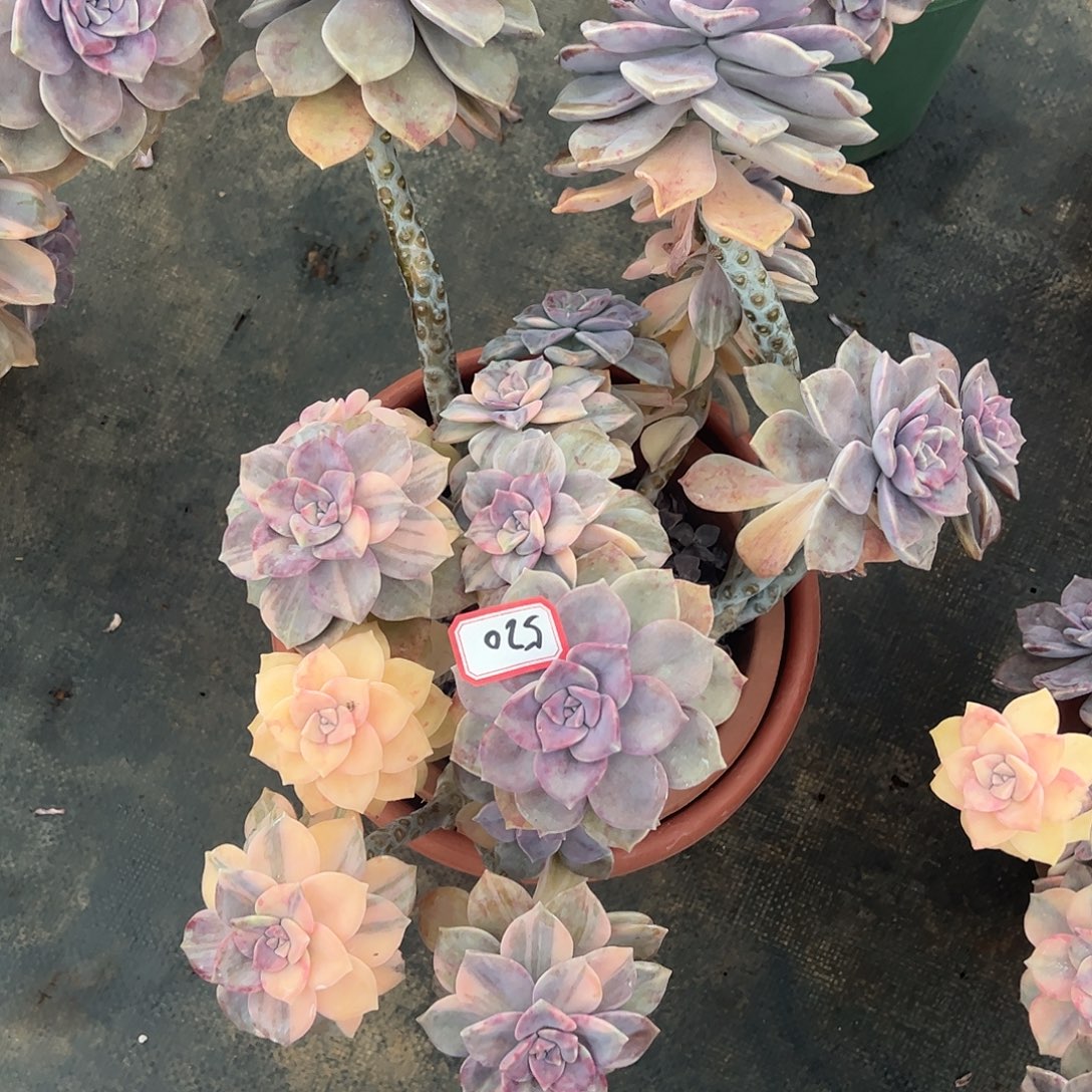 520号紫乐锦，一物一拍