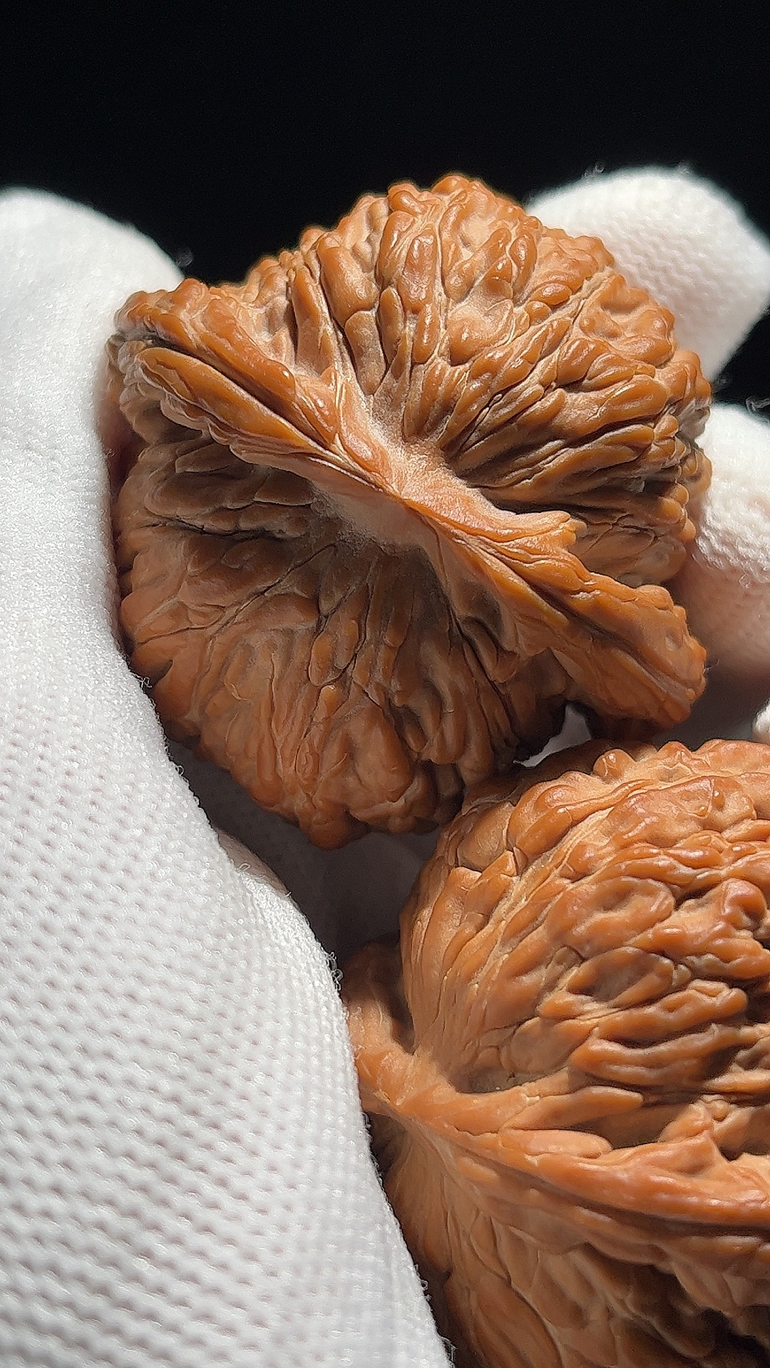 平谷南瓜蝴蝶楼.尺寸45.全品.