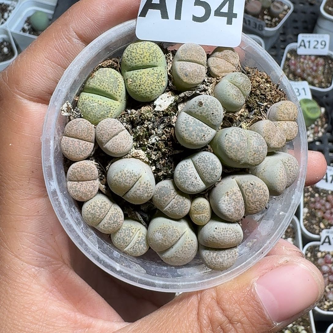 154多肉植物多肉植物