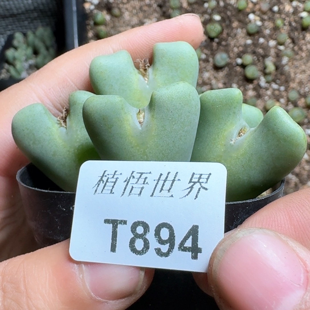 894号d r z w w w f h多肉植物哇