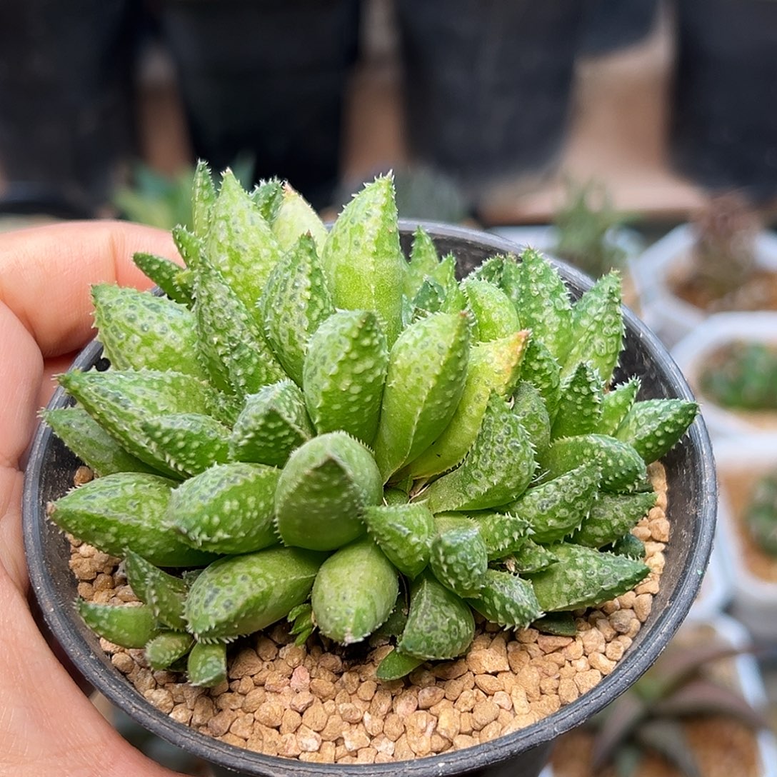 泡泡星王子硬叶母本群