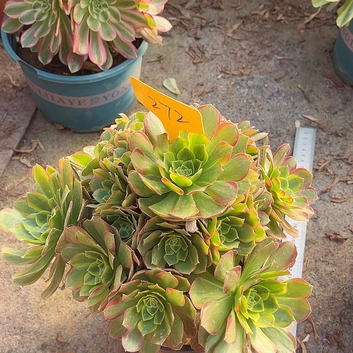 272一颗奶白法师多肉