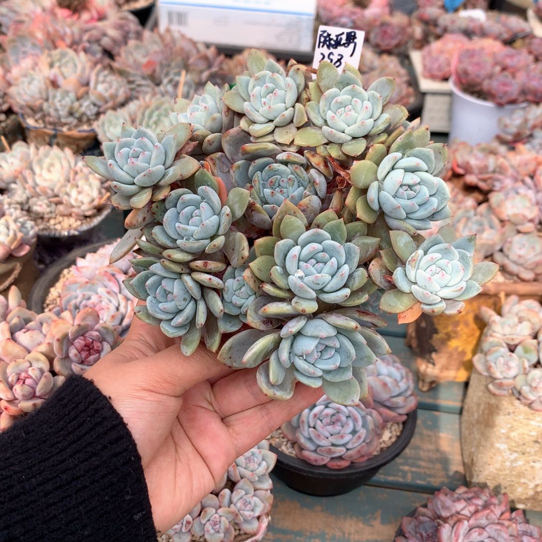 陈*男哈哈哈哈哈哈