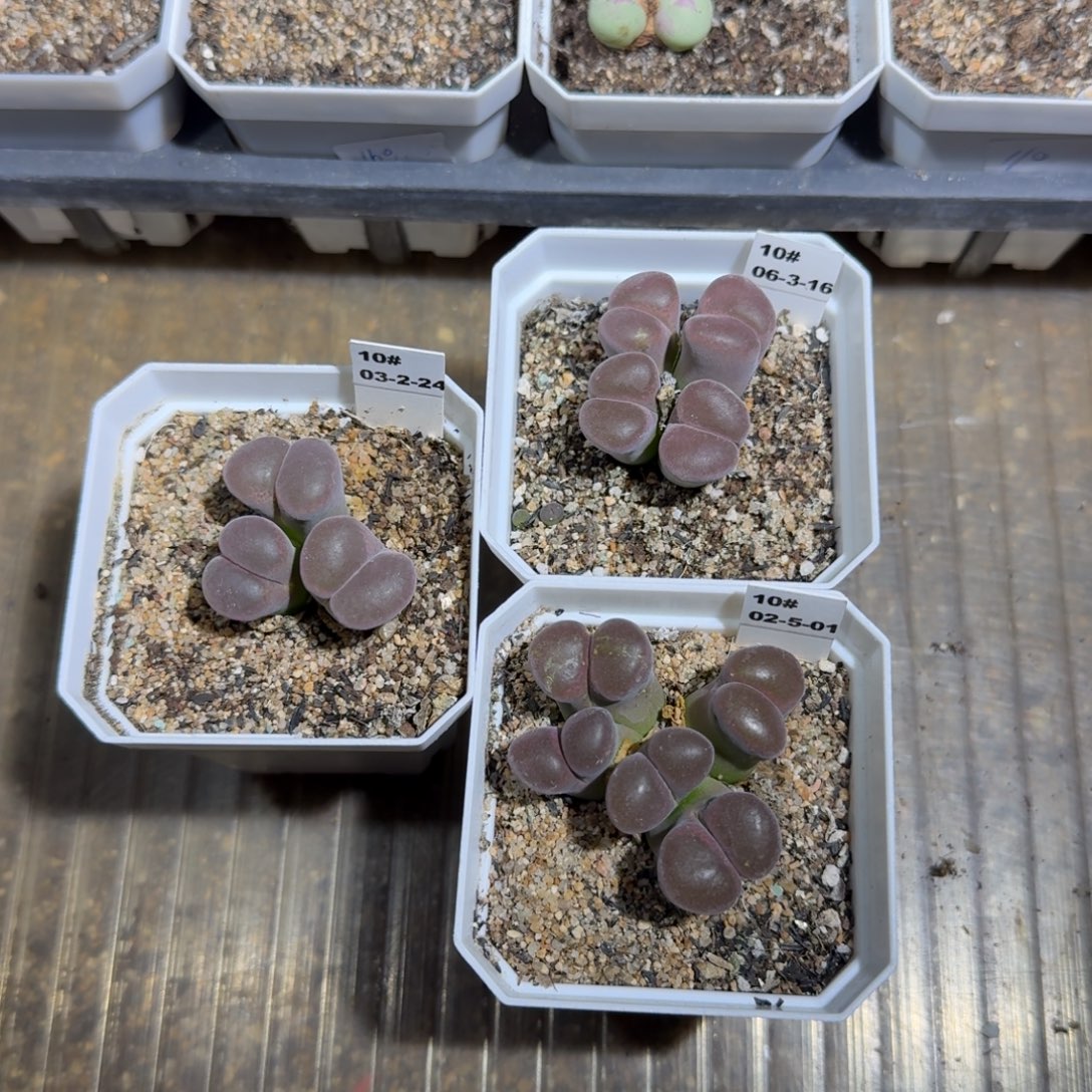 爱***师多肉植物多肉多肉多肉多肉