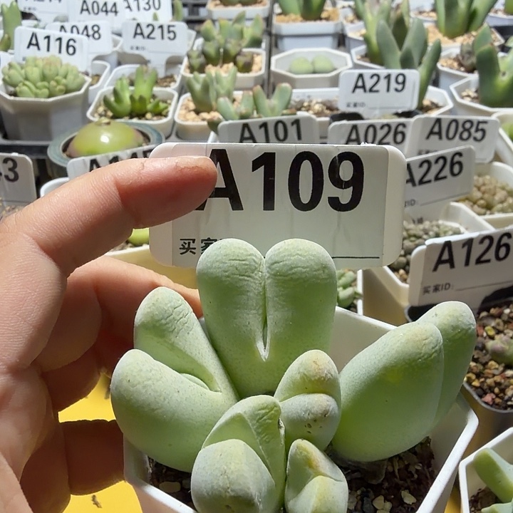 109。满38包邮肉锥