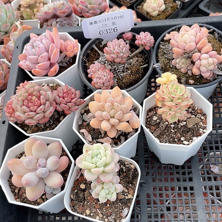 薇薇安园艺多肉0326