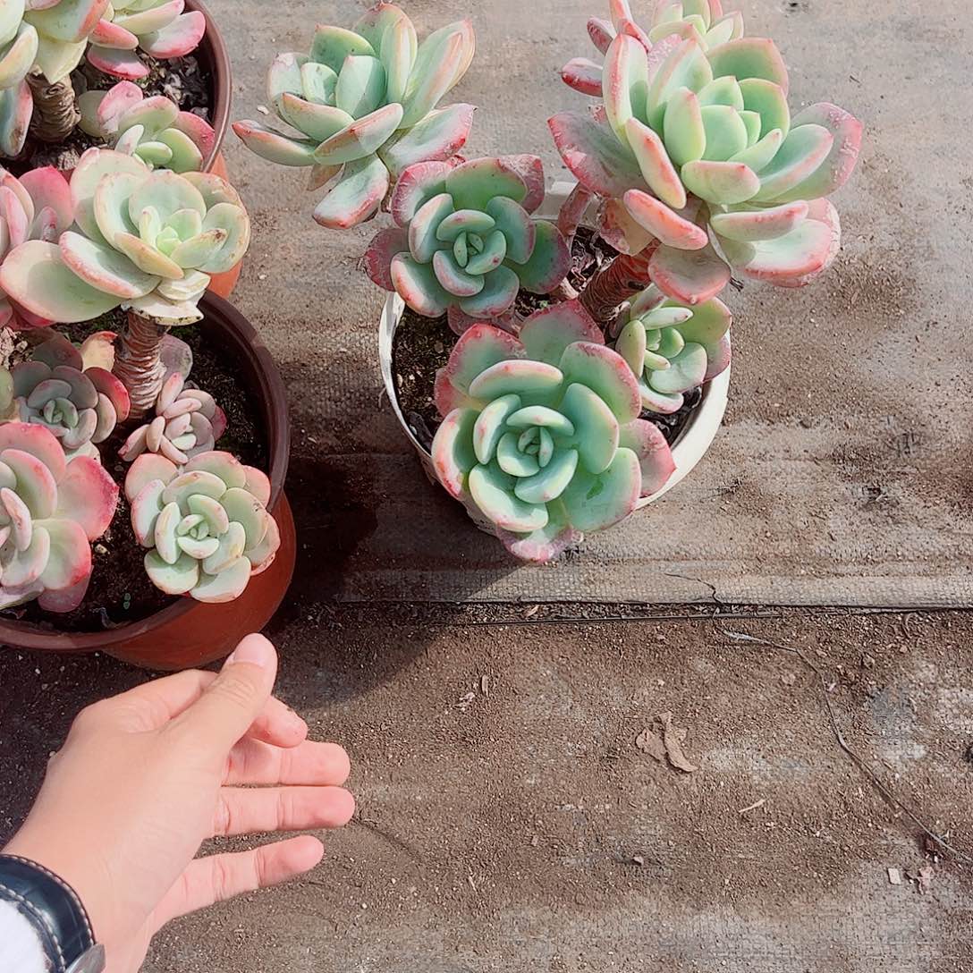 白月光多头群生老桩大长腿