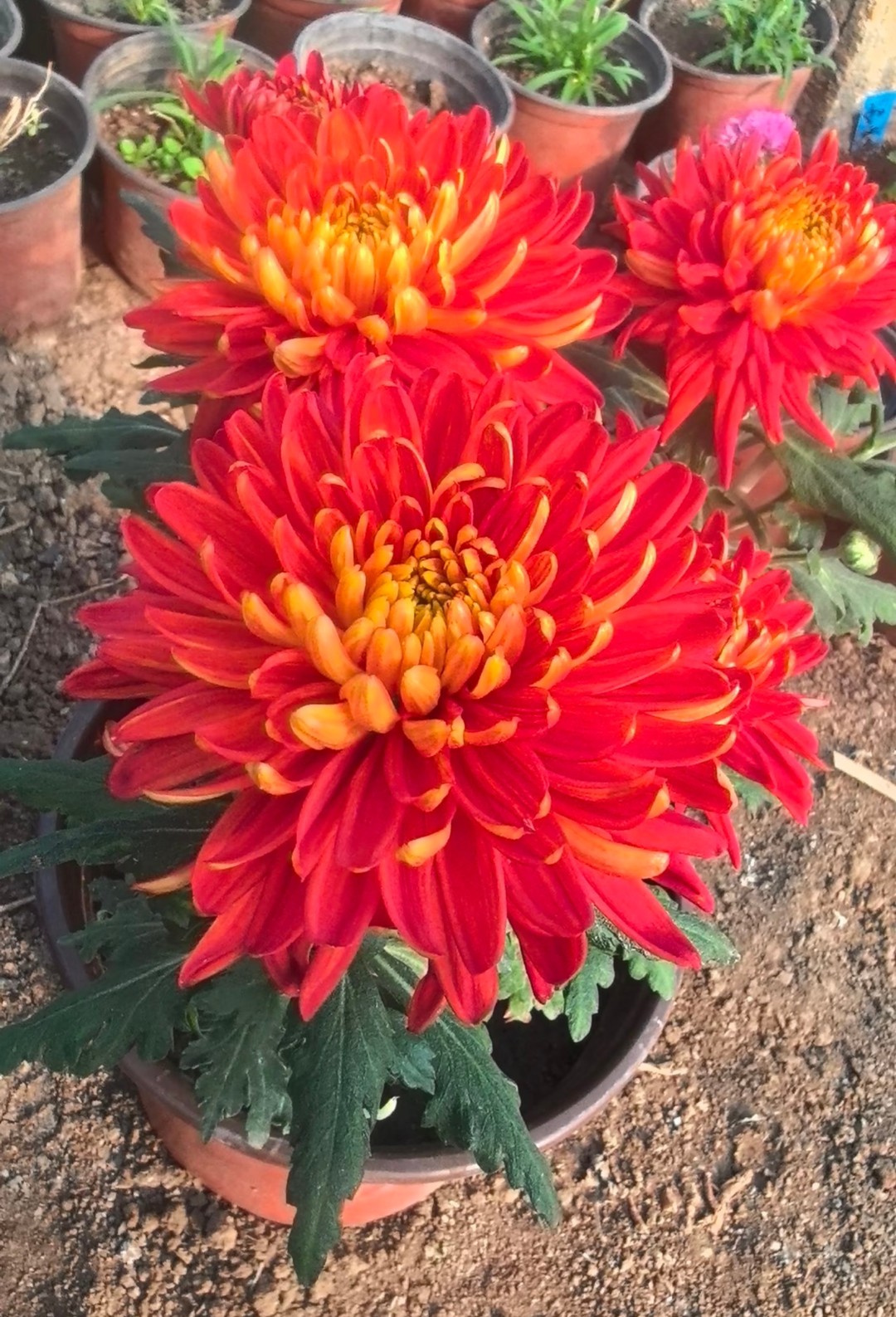 【国旗红】九月大花菊丽金球阳台庭院好看好种好养活（运损不包售后）