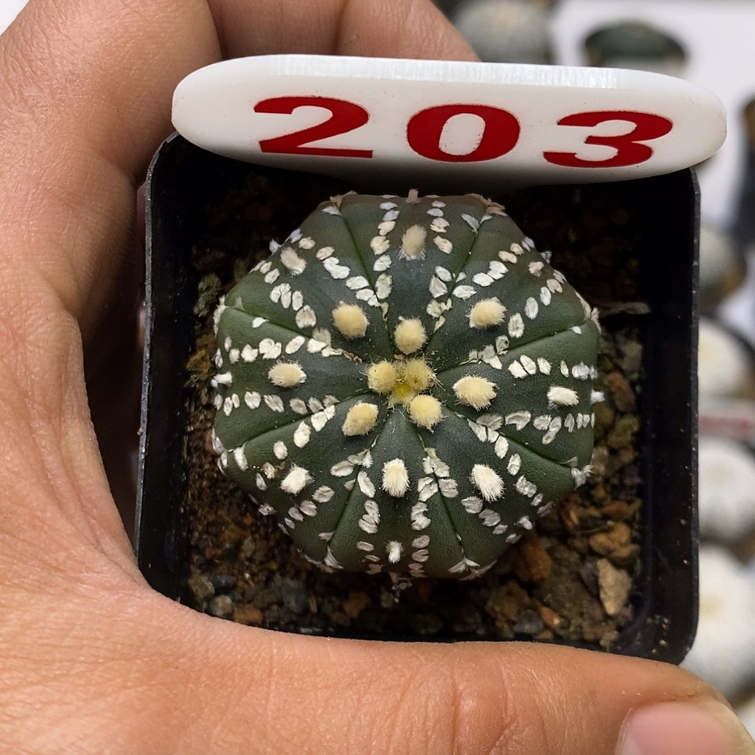 203福利特价咯米字福利