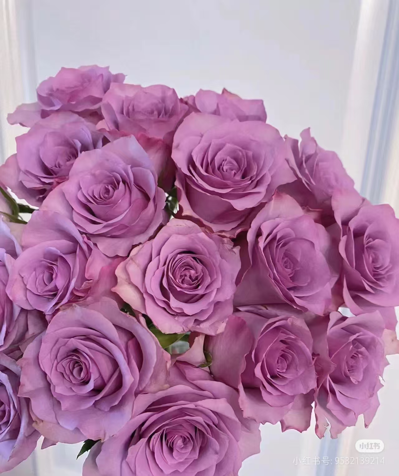 【紫霞仙子】 一单包邮 两单升级顺丰/德邦  云南鲜花基地现采现发