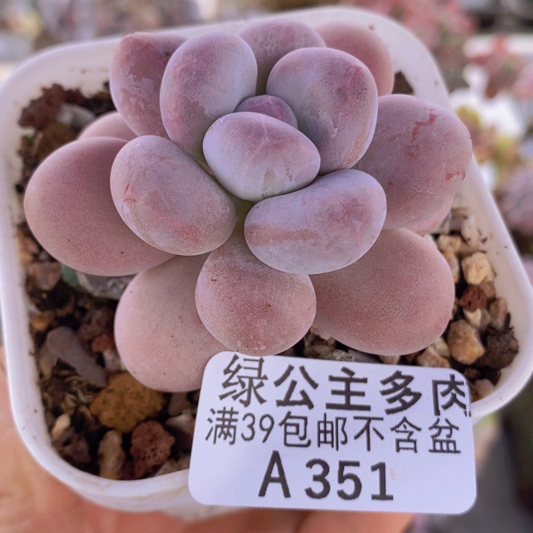 水光针奶酪单头351多肉植物