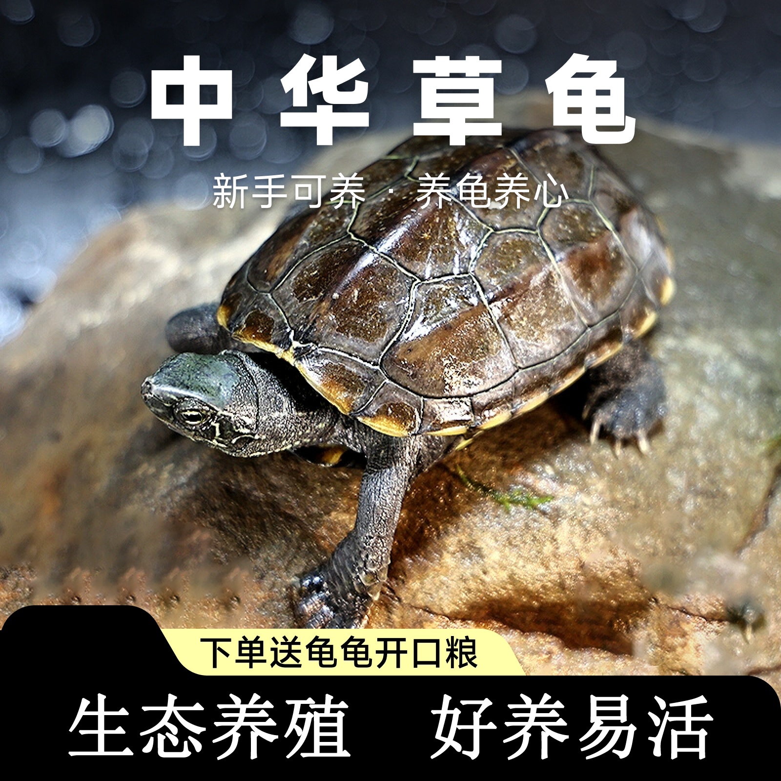 中华草龟宠物观赏龟活体小乌龟活物外塘长寿龟水金线龟墨龟草龟苗