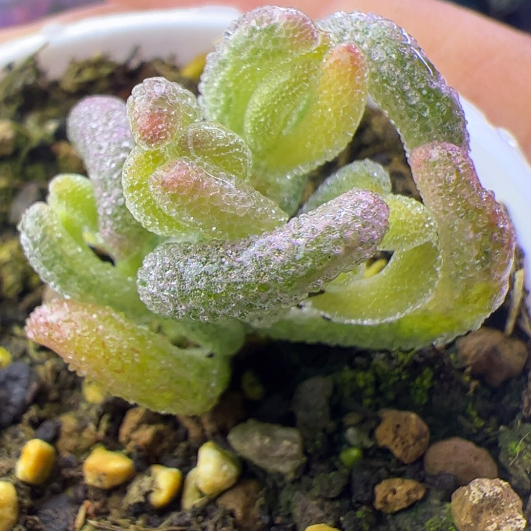 多肉植物枝干超白