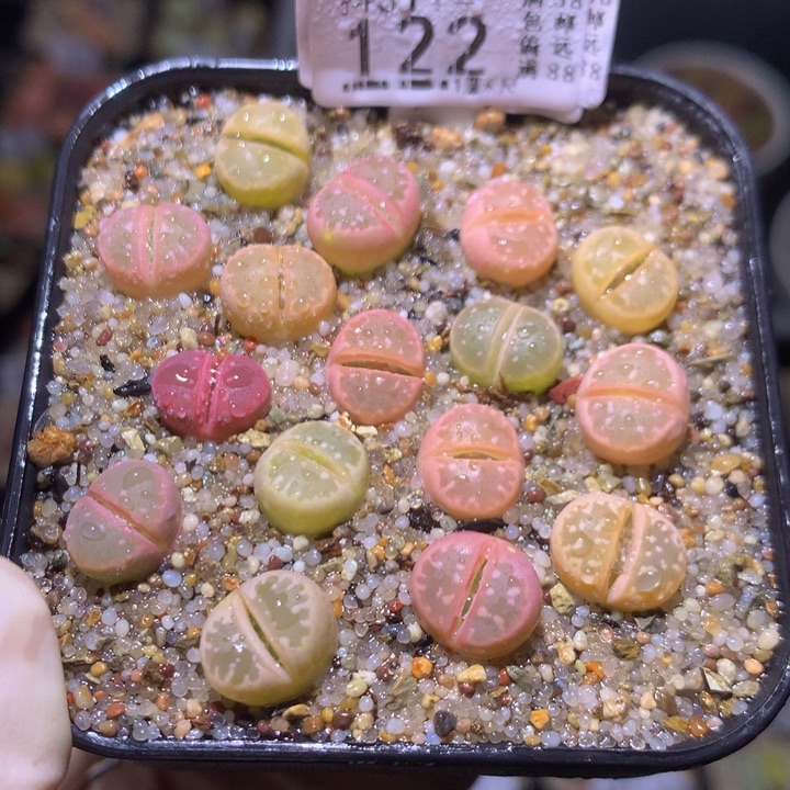 精品生石花311.122