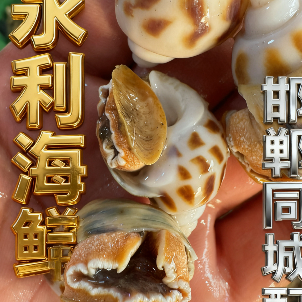 鲜活海南大个花螺