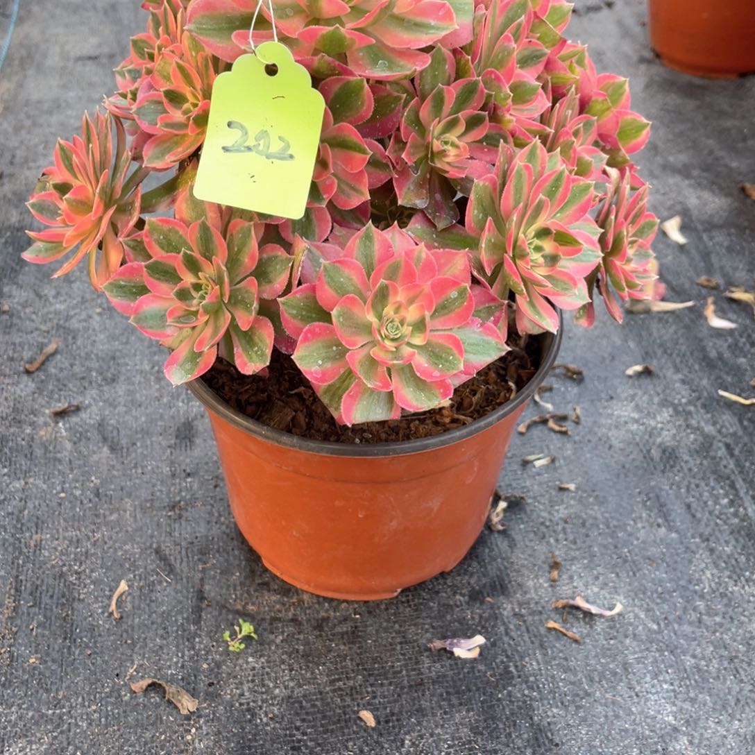 粉女巫老桩手捧202