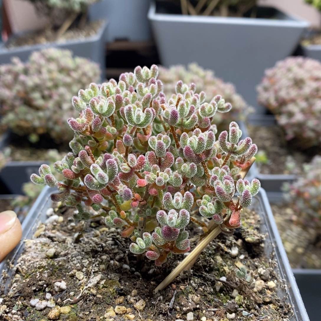 1769实生精控优选冰晶