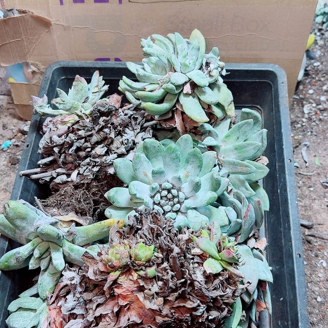 6422瑕疵框拍不售后