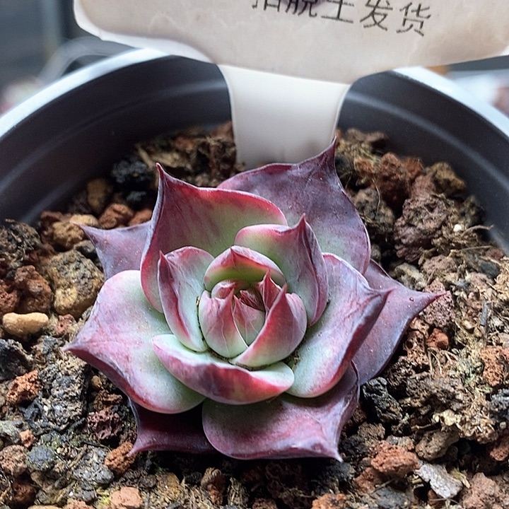 忘****儿小惊鸿仙子089