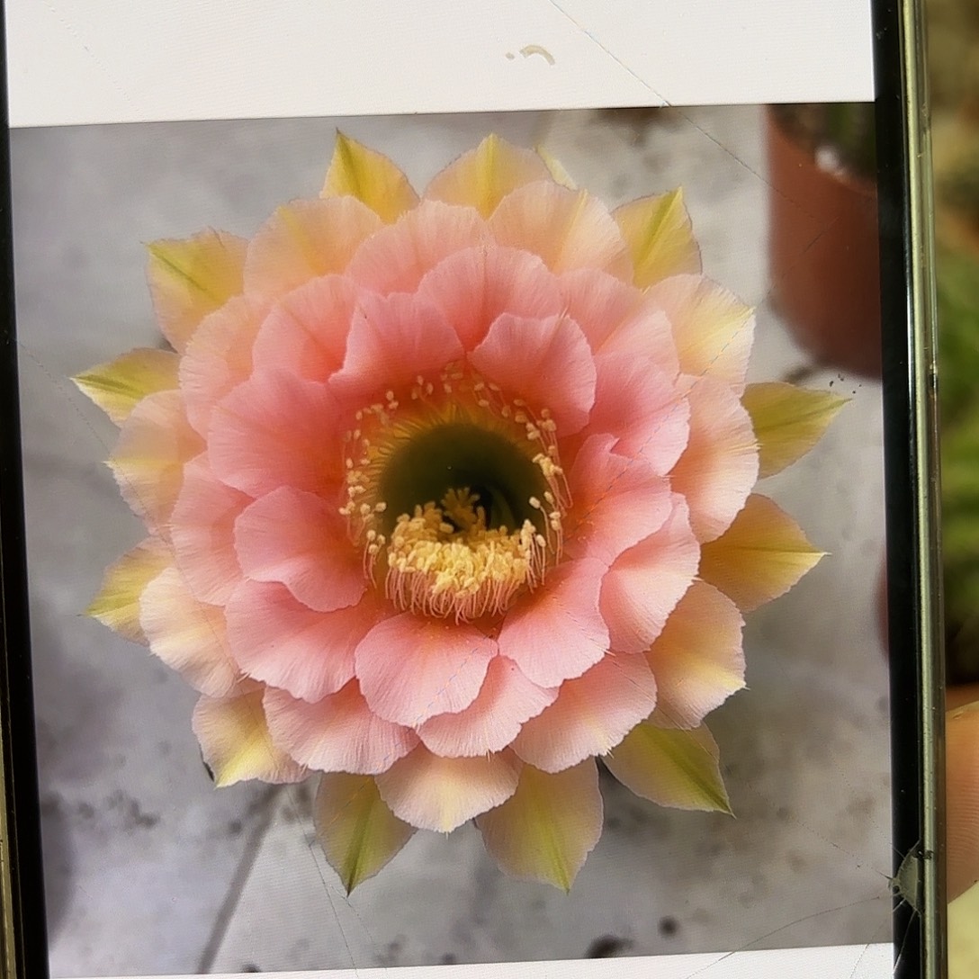 彩草美人鱼10公分左右裙生