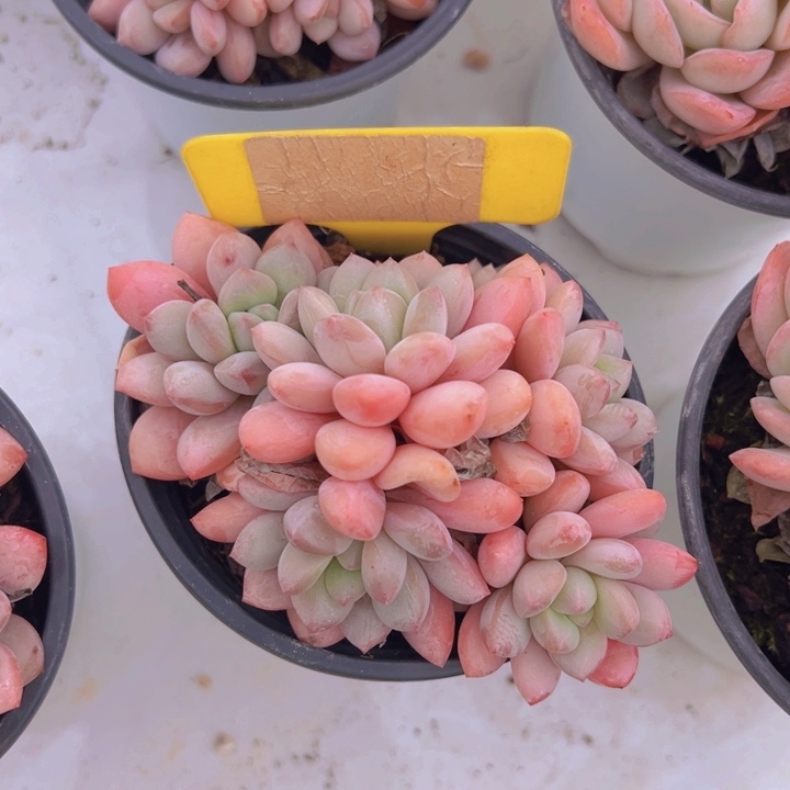 健健康康平平安安