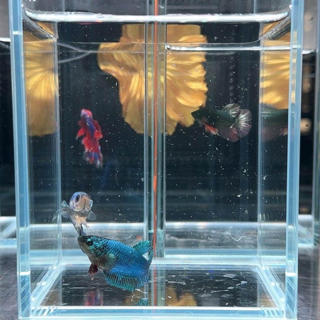 斗鱼活体观赏鱼好养耐活