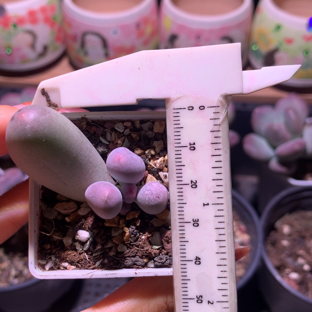 米可奶 不凑满28元发一片叶 不售后 到付