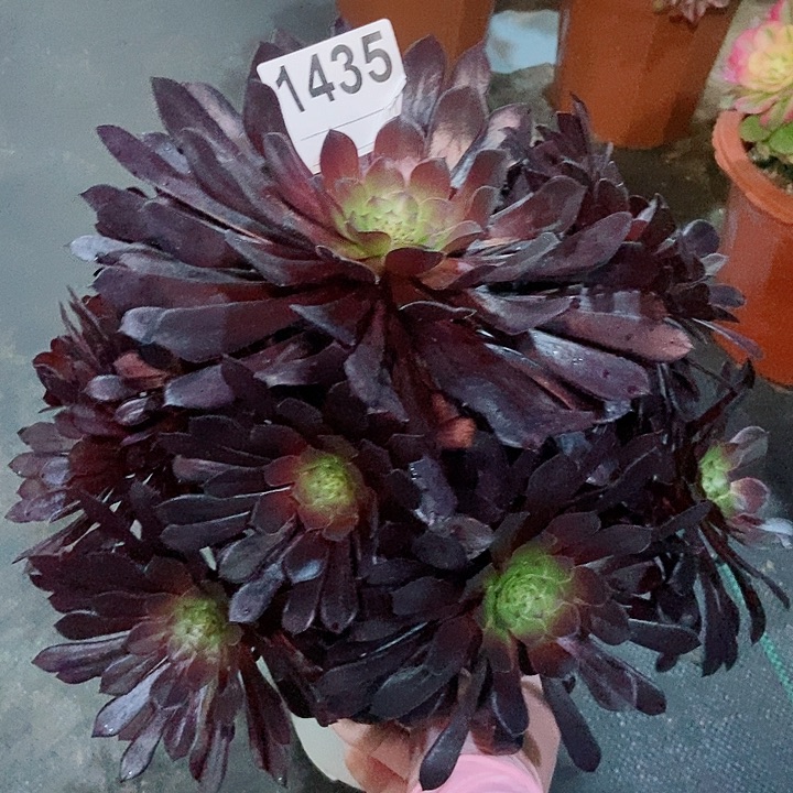 红陶1435黑铜壶4多肉