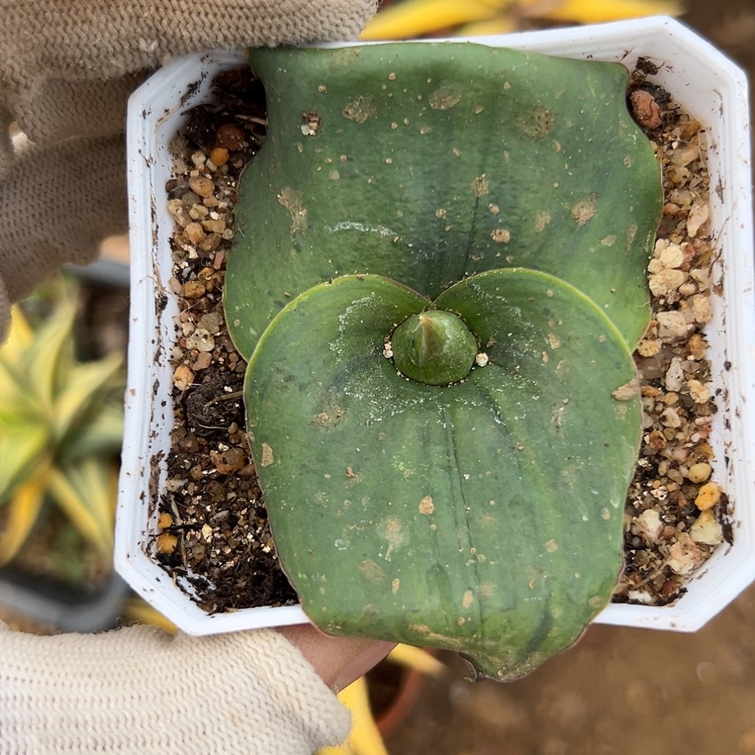 严谨杜呃呃呃呃呃呃呃呃