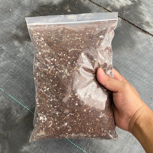 虎皮兰种植土疏松透气肥沃