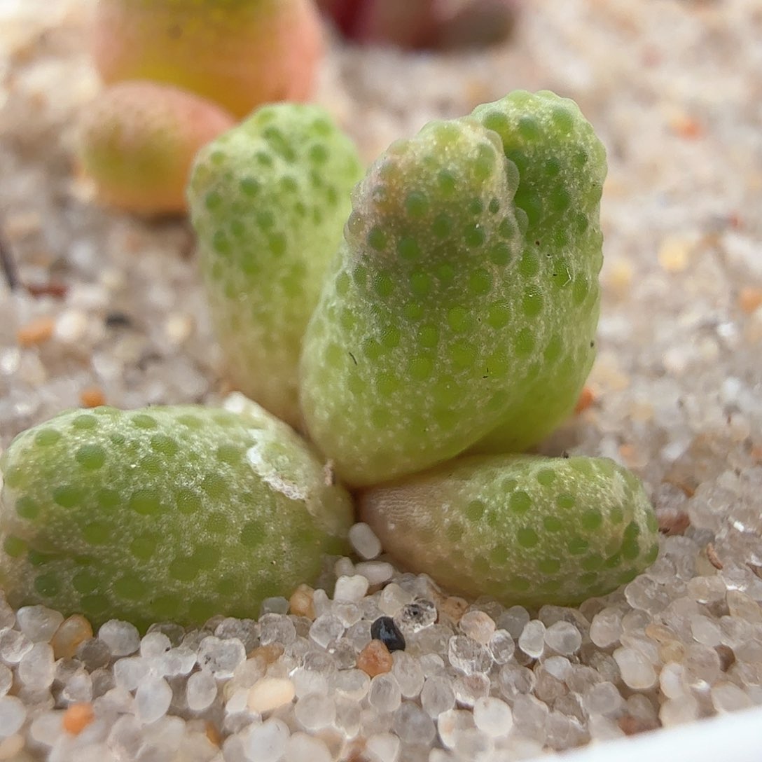 2.16.44/955d斑马宝宝/多肉植物