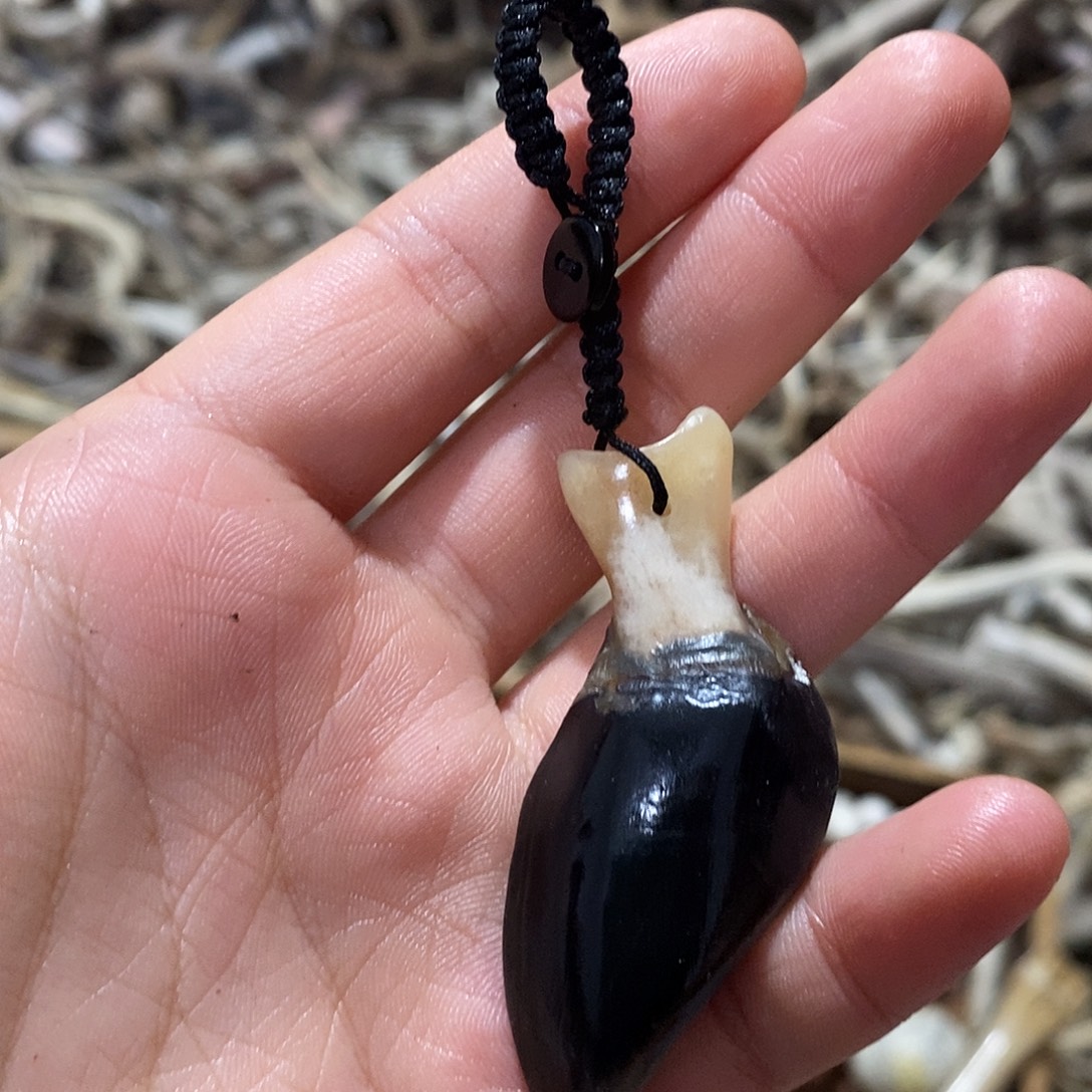 非金属鹿蹄鹿蹄鹿蹄