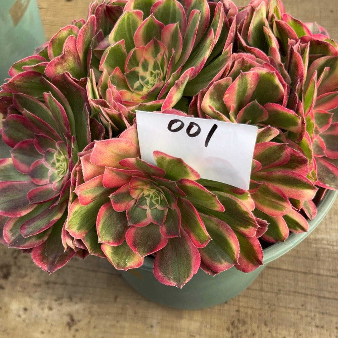 001多肉法师玉芙蓉一个