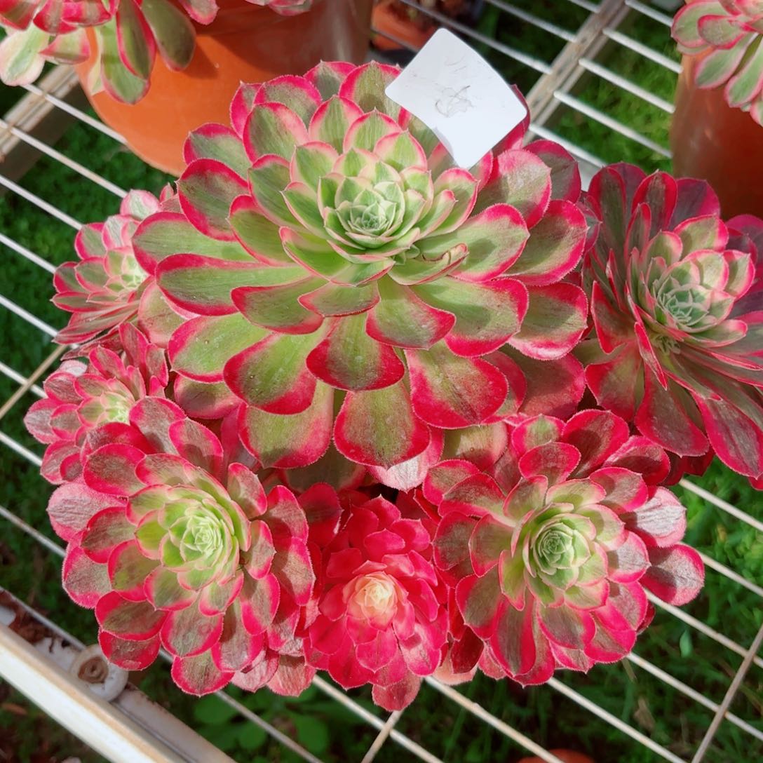 一物一拍多肉法师05