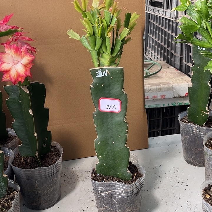 E***v当前无花栽培后可以开花道恩