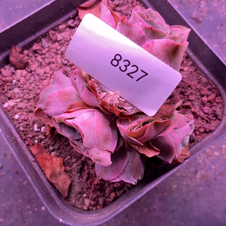 忘***光8327山地玫瑰花群