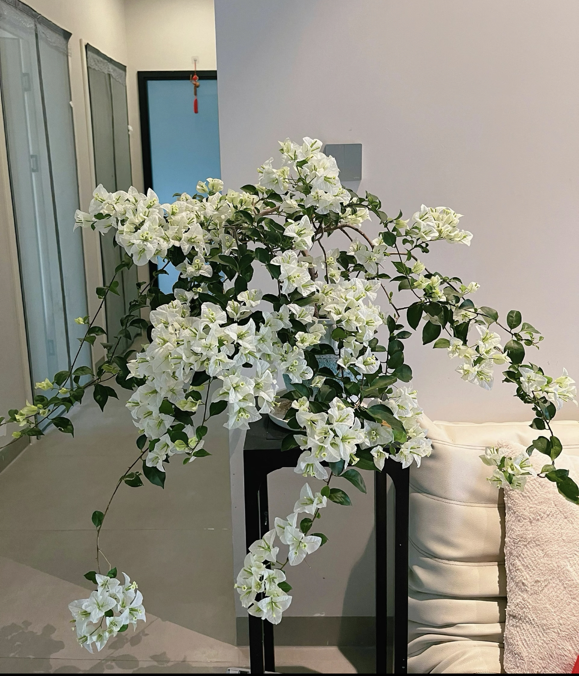 16【彩花三角梅】室内外阳台露台庭院盆栽地栽四季勤花绿植