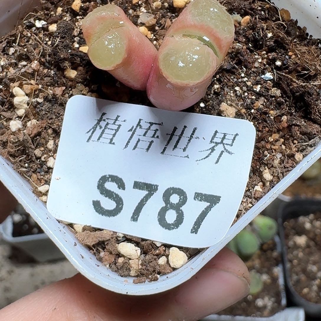 787号多肉植物哇f g