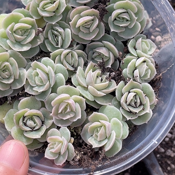 孤***。OTO多肉优选dy2281