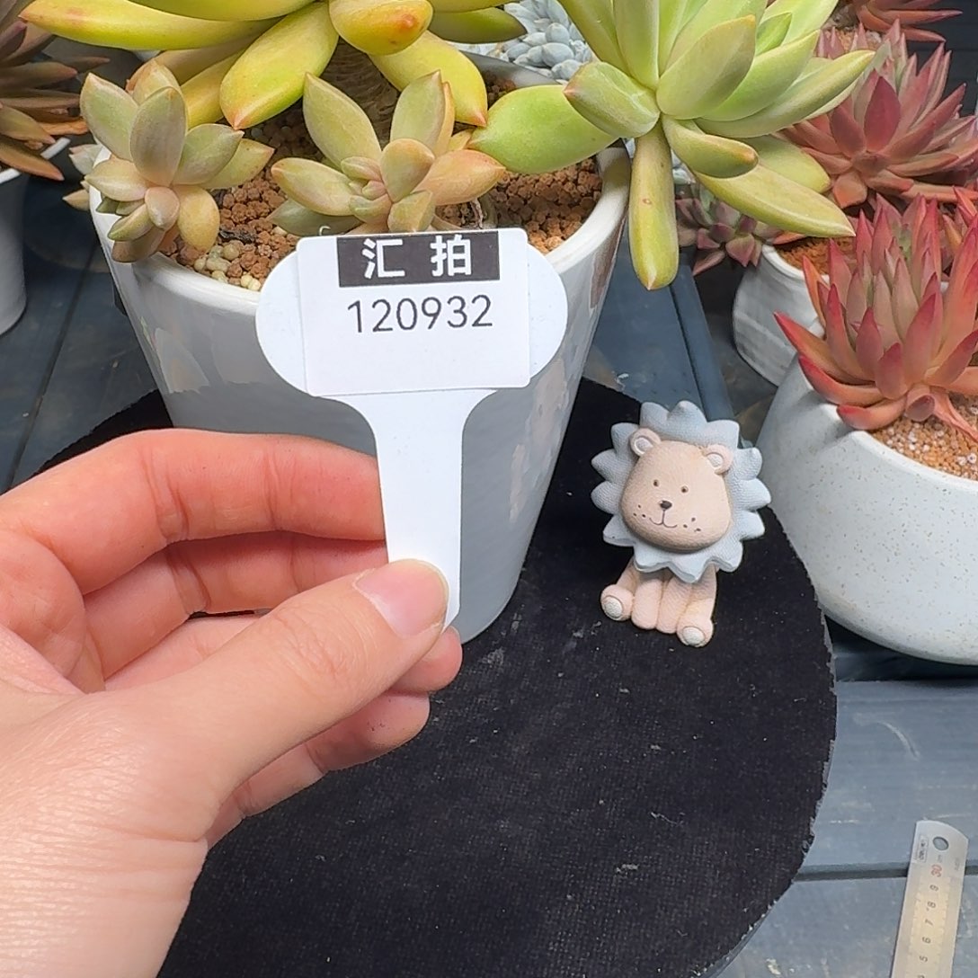 精品多肉植物120932