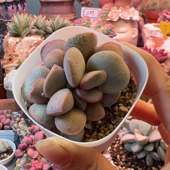 可以吗我的小可爱们