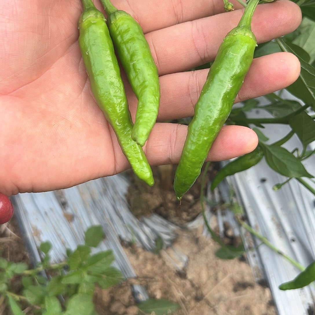 中国大陆樟树港辣椒3斤包邮