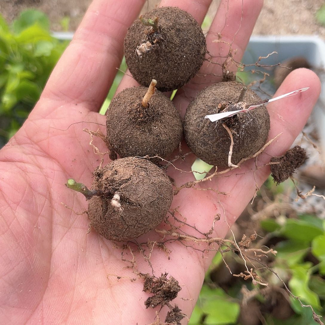 龟甲龙一物一拍310号4颗