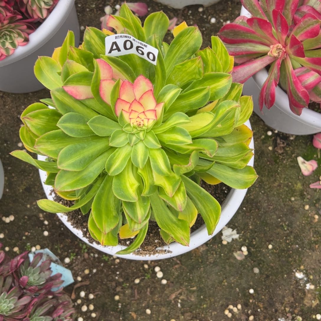 中****心059雨荷 060知否15发货