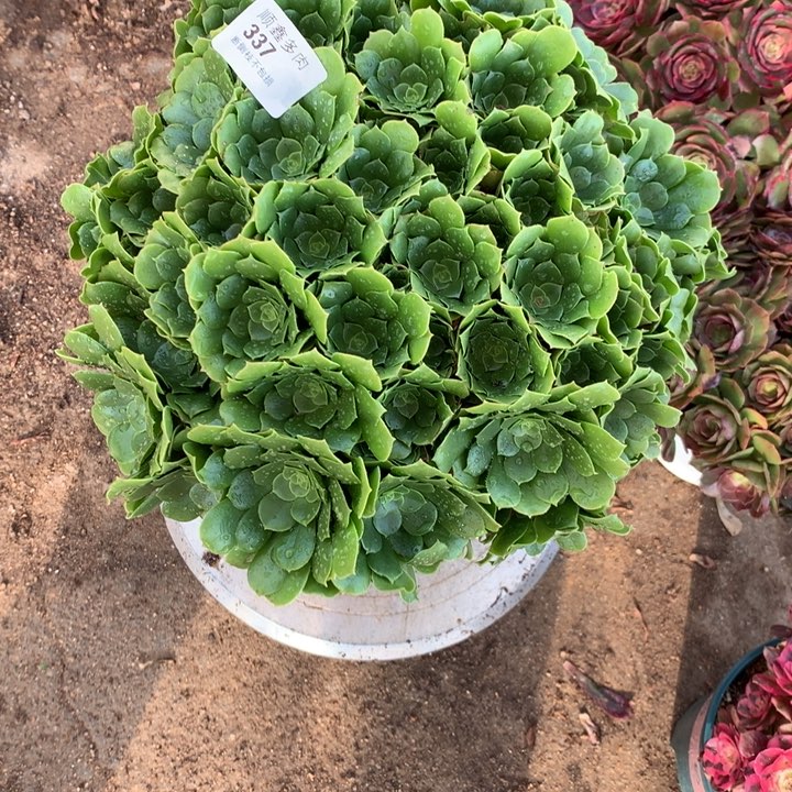 337绿羊绒多肉植物