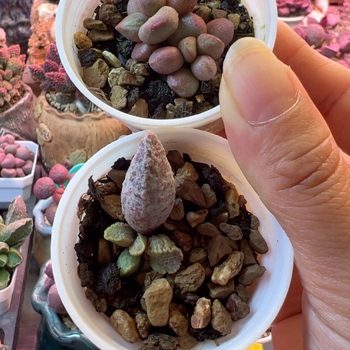 可以吗你说我不想