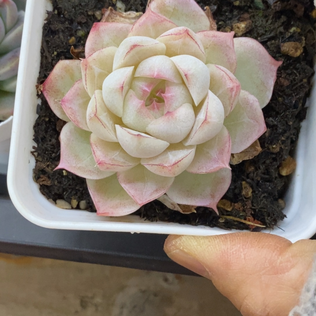 精品多肉一物一拍不包整159